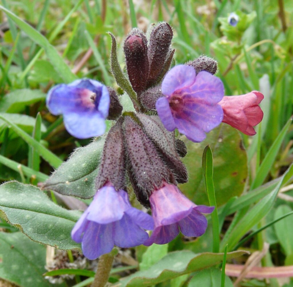 pulmonaria officinalis L Flrs-dt 7.JPG